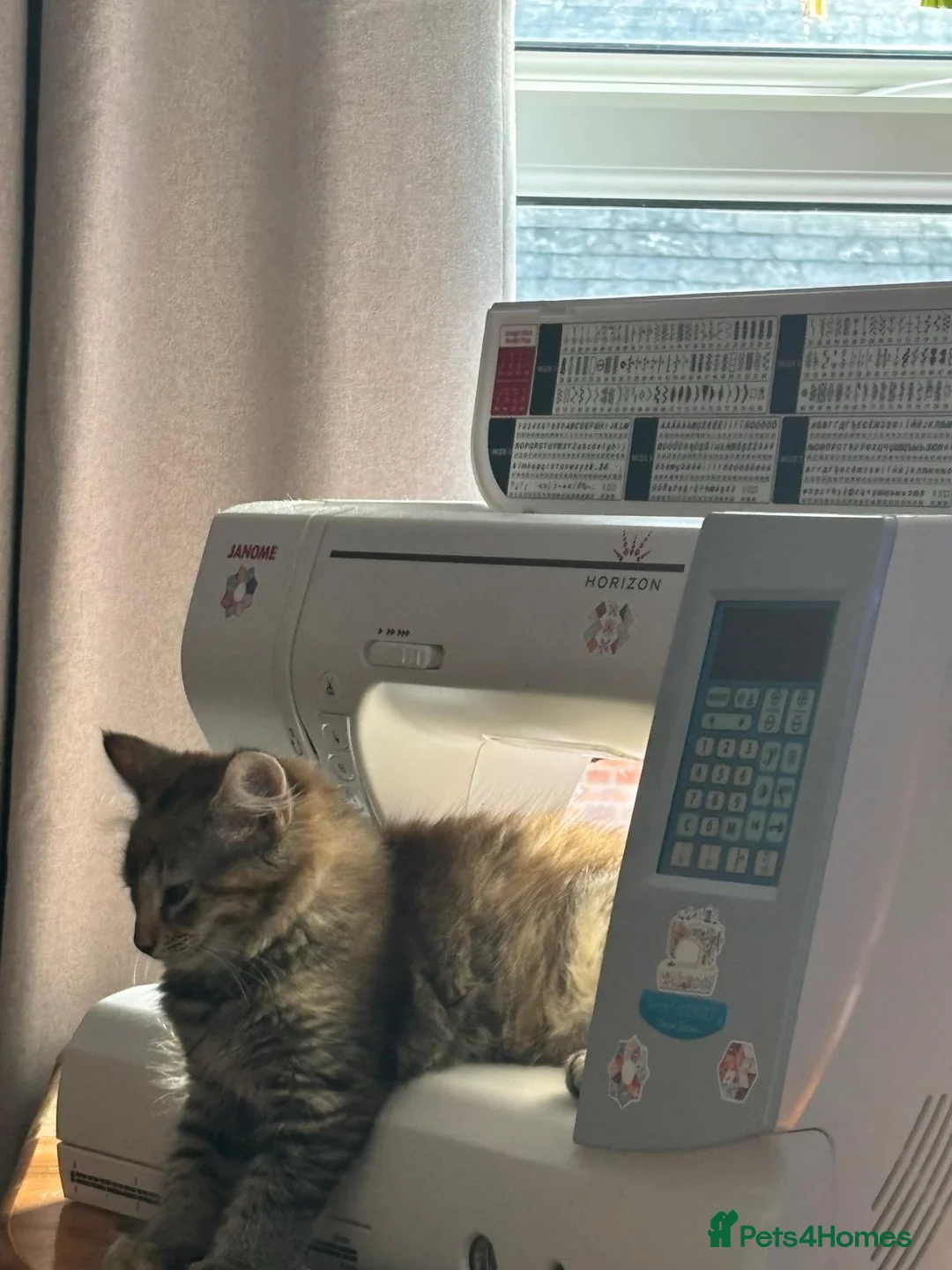 Mixed Breed cats for sale: Two female kittens ready to go now - Advert 2