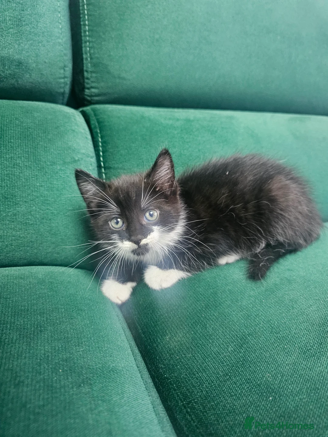 Mixed Breed cats for sale: Kittens ready to new home  - Advert 2