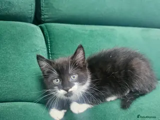 Mixed Breed cats Kittens ready to new home - Advert 5