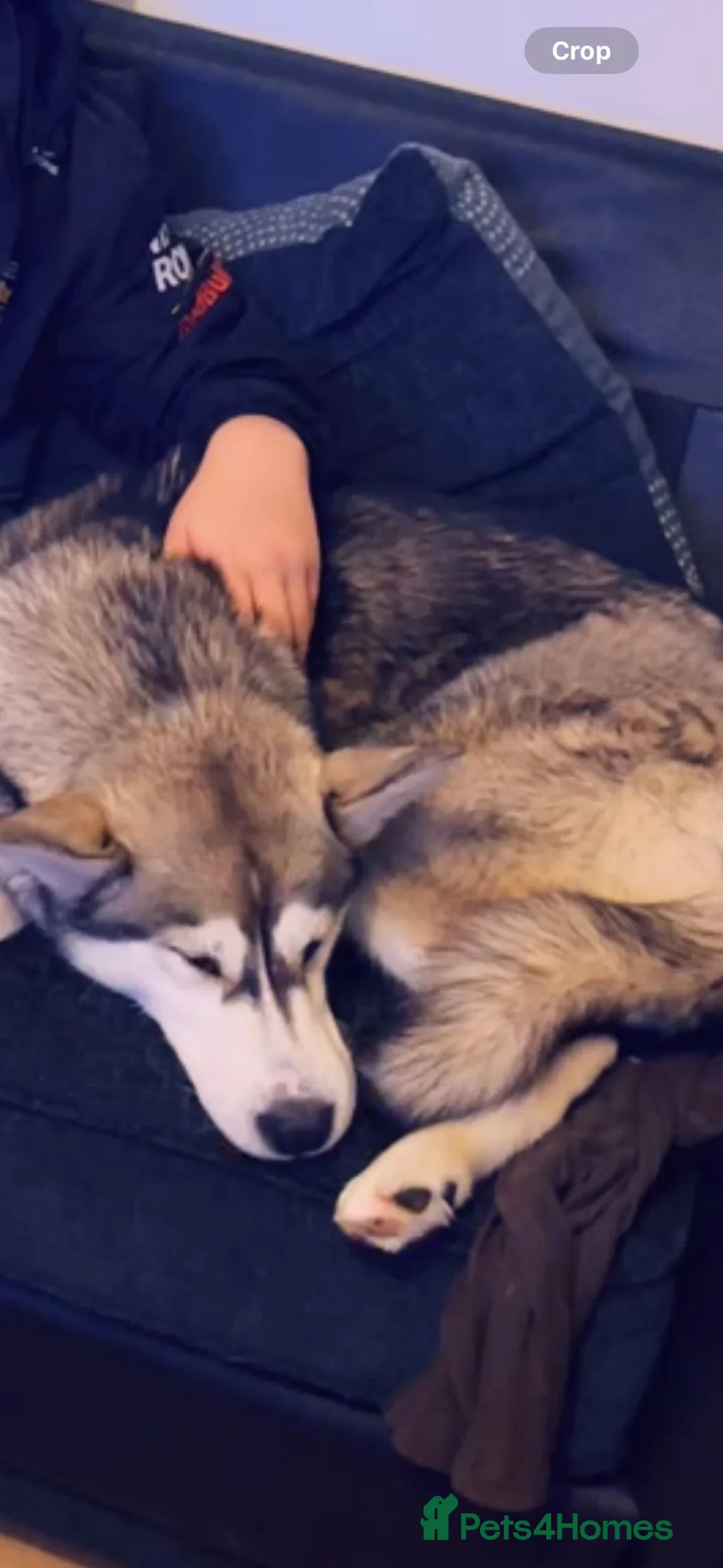 Siberian Husky dogs for sale: Beautiful husky - Advert 2