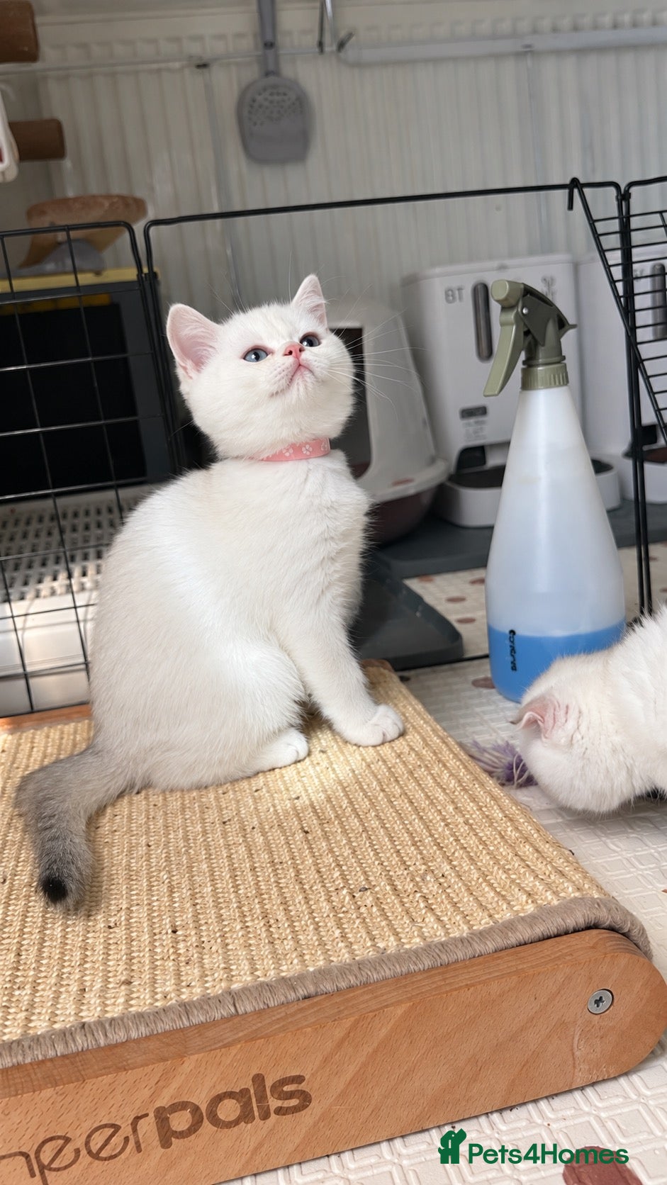 Scottish Fold cats 💎 BEAUTIFUL BLUE-EYED STRAIGHT-EARED GIRL  💎 - Advert 6