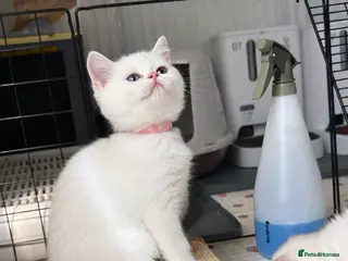 Scottish Fold cats 💎 BEAUTIFUL BLUE-EYED STRAIGHT-EARED GIRL 💎 - Advert 6