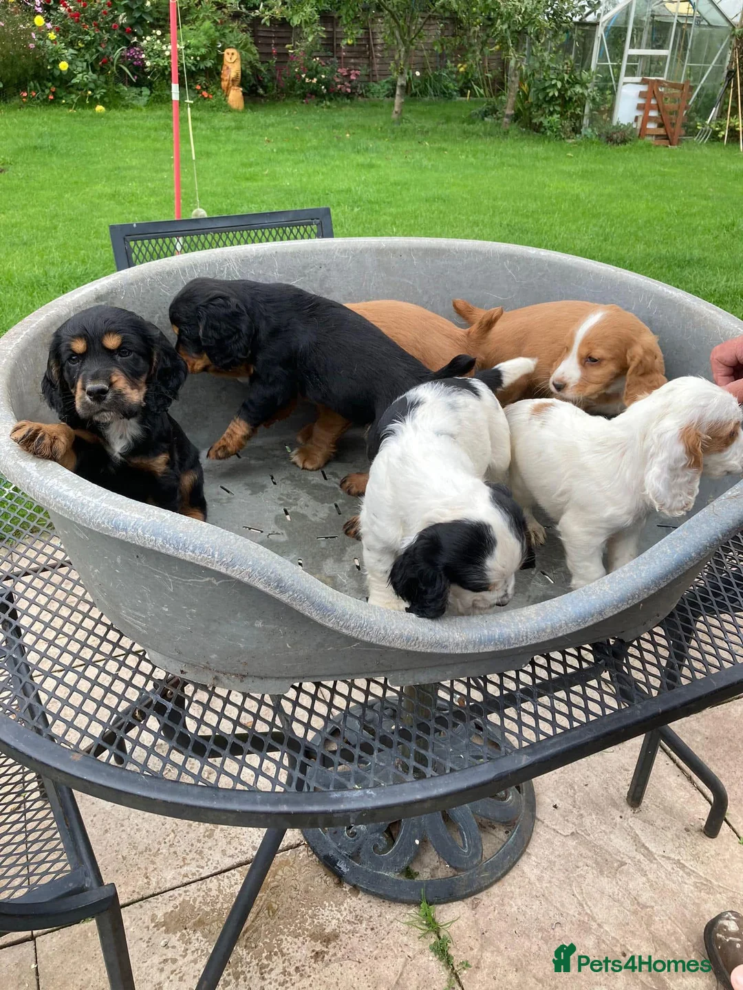 Cocker Spaniel dogs for stud: KC Working Cocker Spaniel Health tested in Ludlow - Advert 10