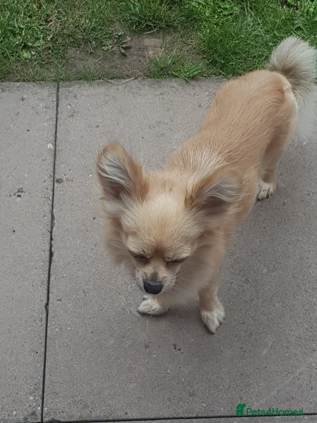 Chihuahua dogs for stud: My name is dax  - Image 3
