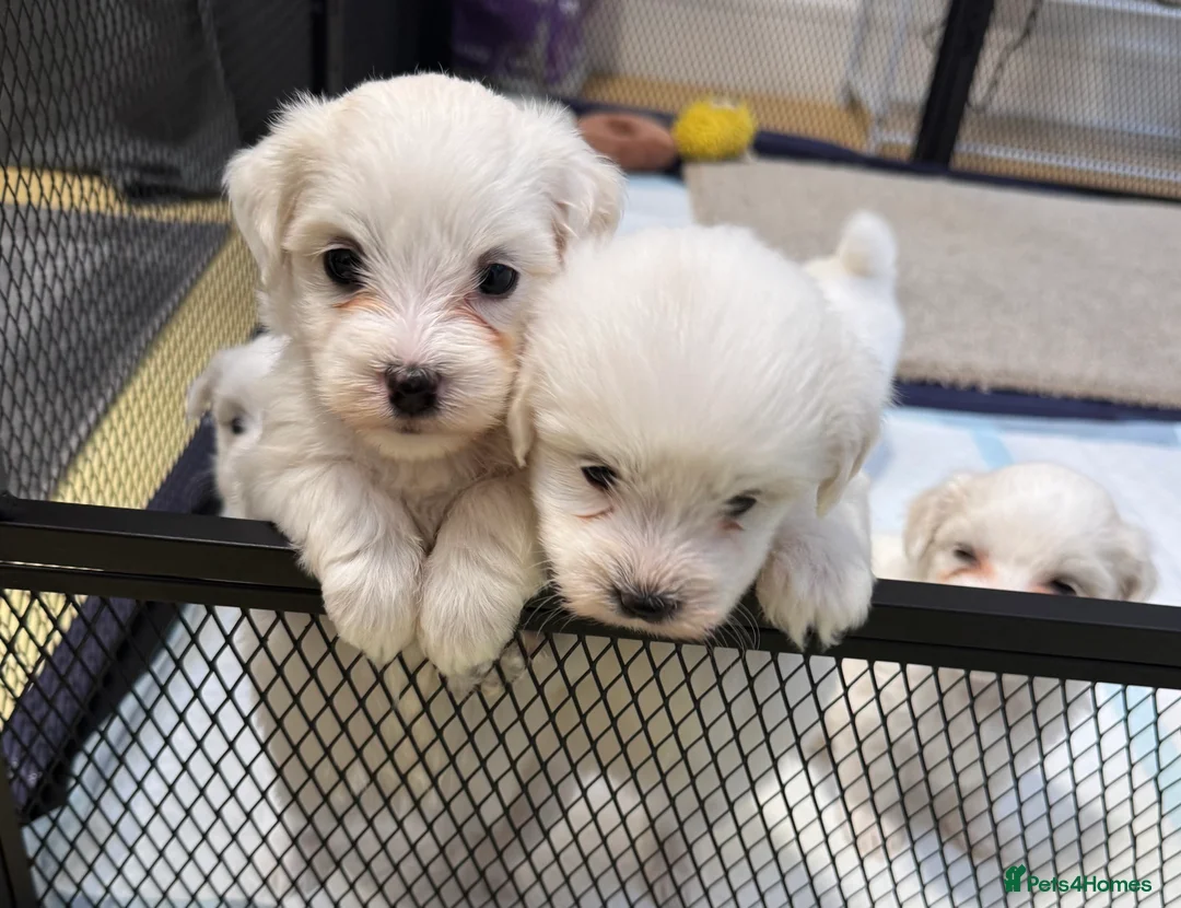 Coton De Tulear dogs for sale: Coton de tulear puppies  - Advert 2