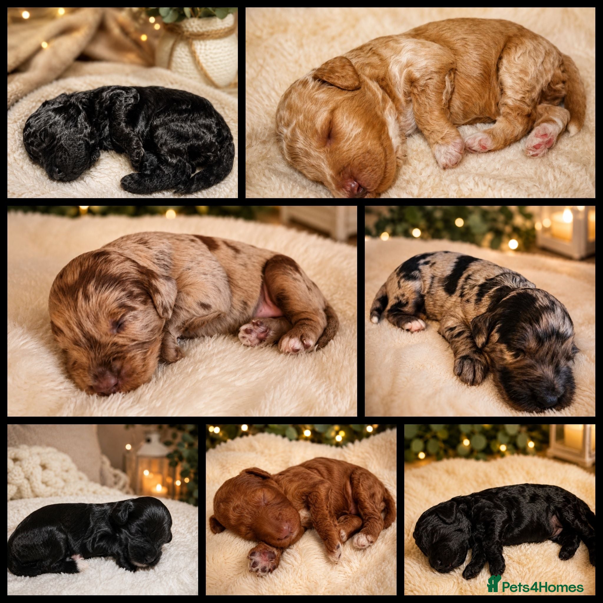 Cockapoo dogs 5⭐️ BEAUTIFUL TOY COCKAPOO PUPPIES⭐️⭐️  - Advert 1