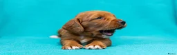 Cocker Spaniel dogs for sale: Beautiful KC Registered Cocker Spaniel Puppies  - Advert 7