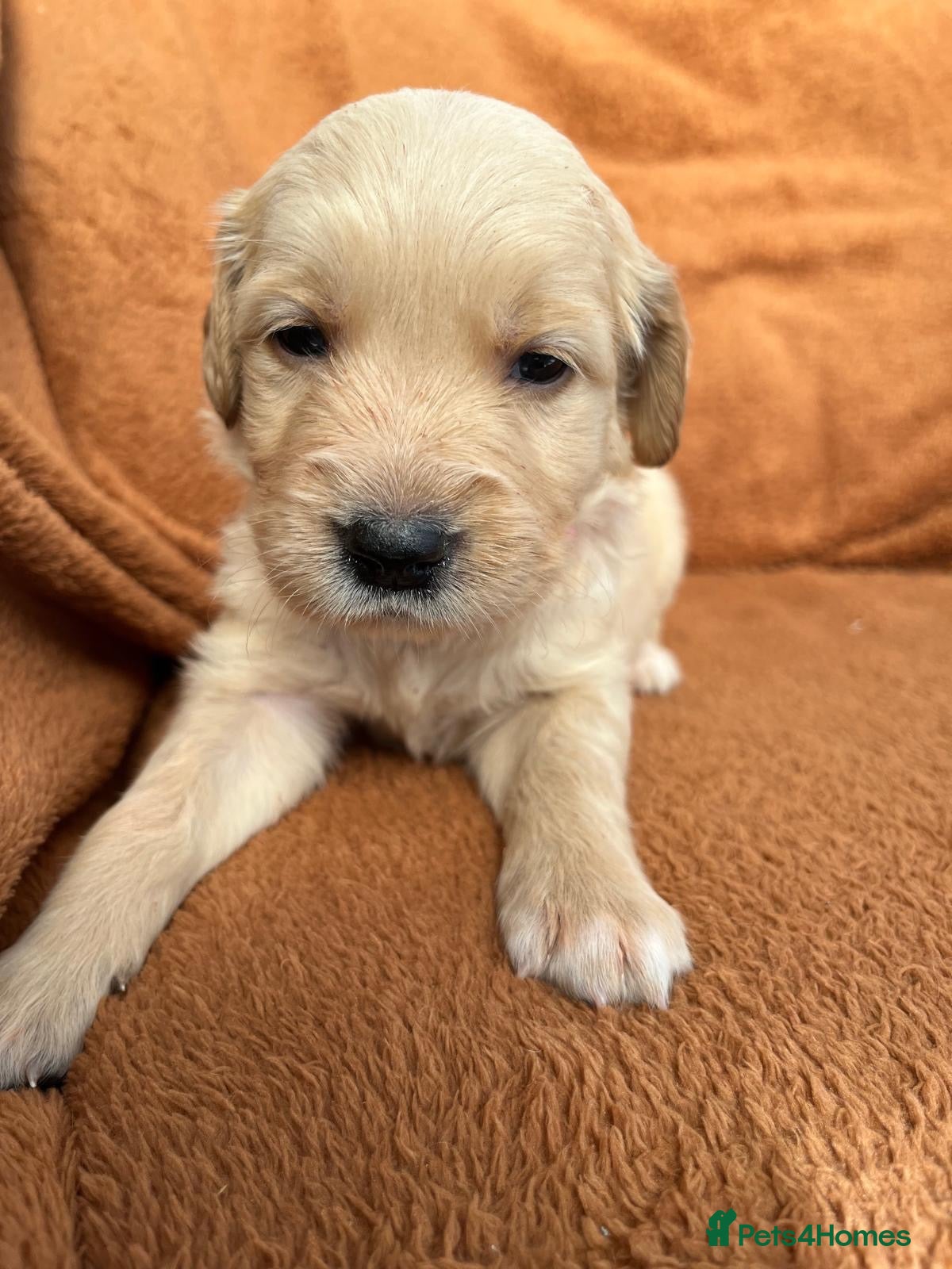 Golden Retriever dogs Kennel Club Registered Golden Retriever Puppies  - Advert 6