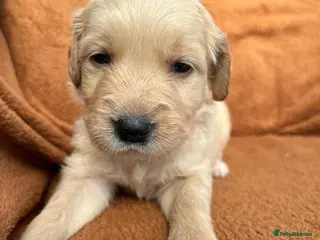 Golden Retriever dogs Kennel Club Registered Golden Retriever Puppies - Advert 3