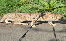 Savannah cats for sale: Savannah cat - Image 5