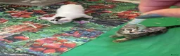 Mixed Breed cats for sale: 2 lovely kittens looking for their forever homes - Advert 8