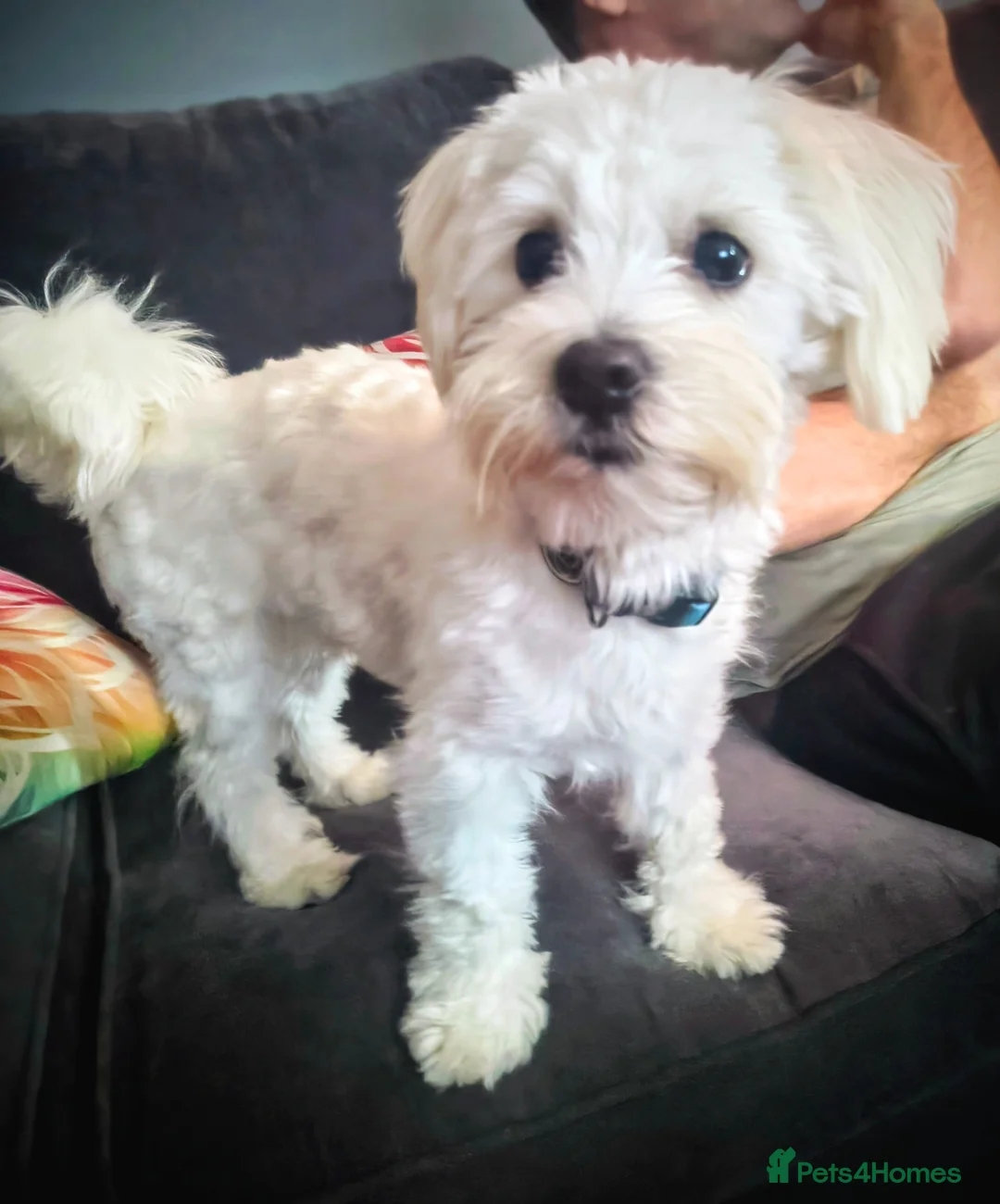 Maltese dogs for stud: Maltichon for stud  in Prestatyn - Advert 2