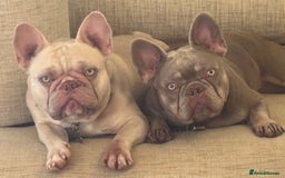 French Bulldog dogs for sale: French Bulldogs for sale - Image 1