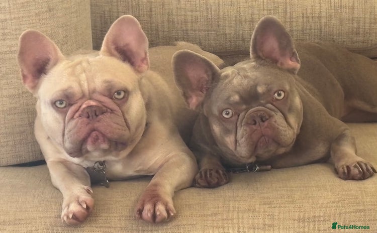French Bulldog dogs - Advert 13