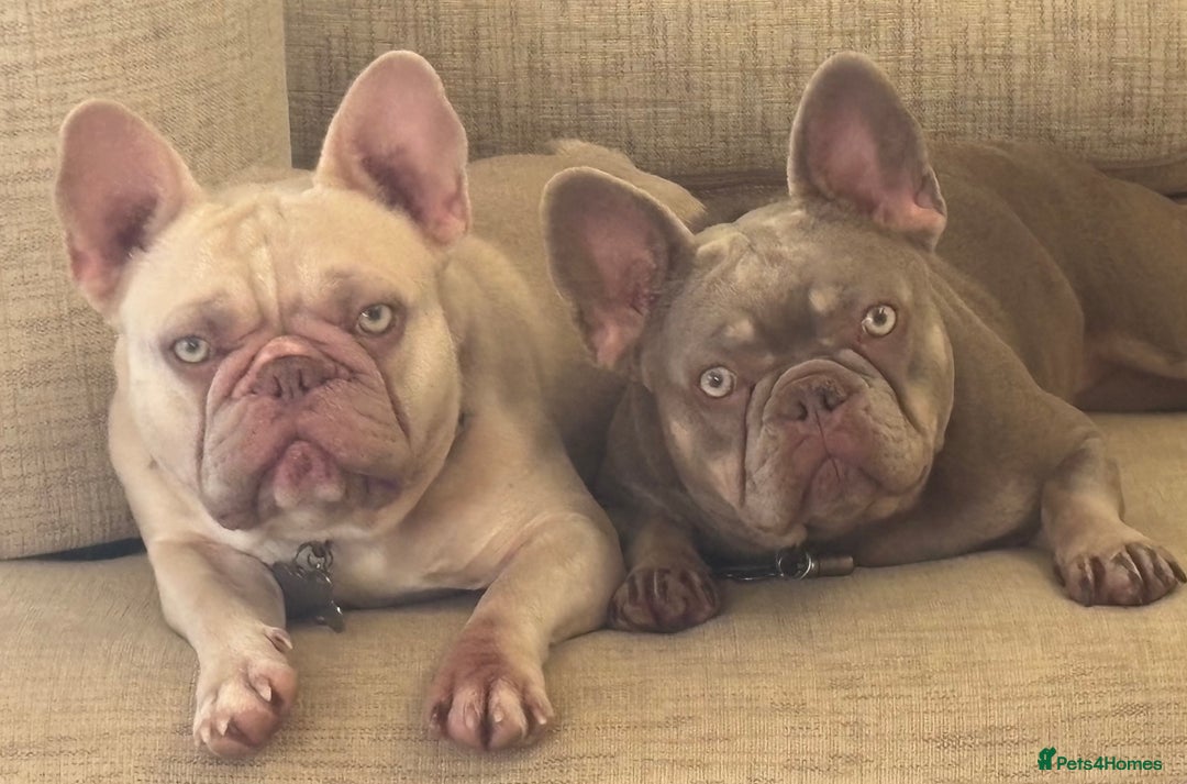 French Bulldog dogs for sale: French Bulldogs for sale - Image 1