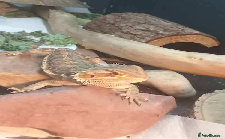 Bearded Dragon reptiles - Advert 3