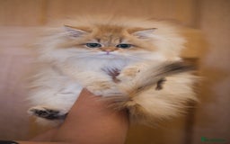 British Longhair cats for sale: British longhair kitten Golden NY11 - Image 3