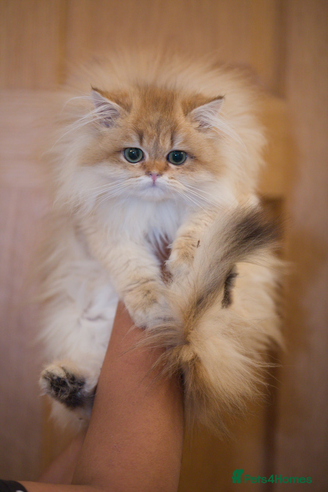 British Longhair cats for sale: British longhair kitten Golden NY11 - Image 3