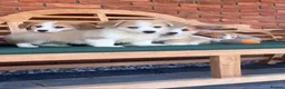 Welsh Corgi Pembroke dogs for sale: Welsh Pembroke corgis  in Lingfield - Advert 6