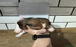 Beagle dogs for sale: Beautiful beagle puppies  - Advert 26