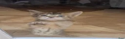 Mixed Breed cats for sale: 2 beautiful kittens left - Advert 21