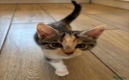 Mixed Breed cats for sale: Ragamese x Russian Blue - Image 6