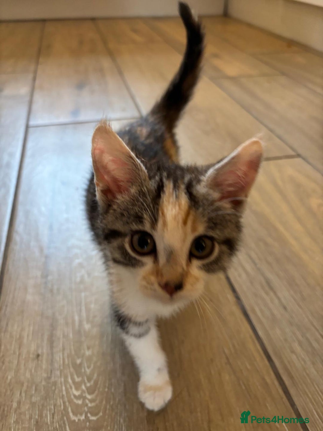 Mixed Breed cats for sale: Ragamese x Russian Blue - Image 6