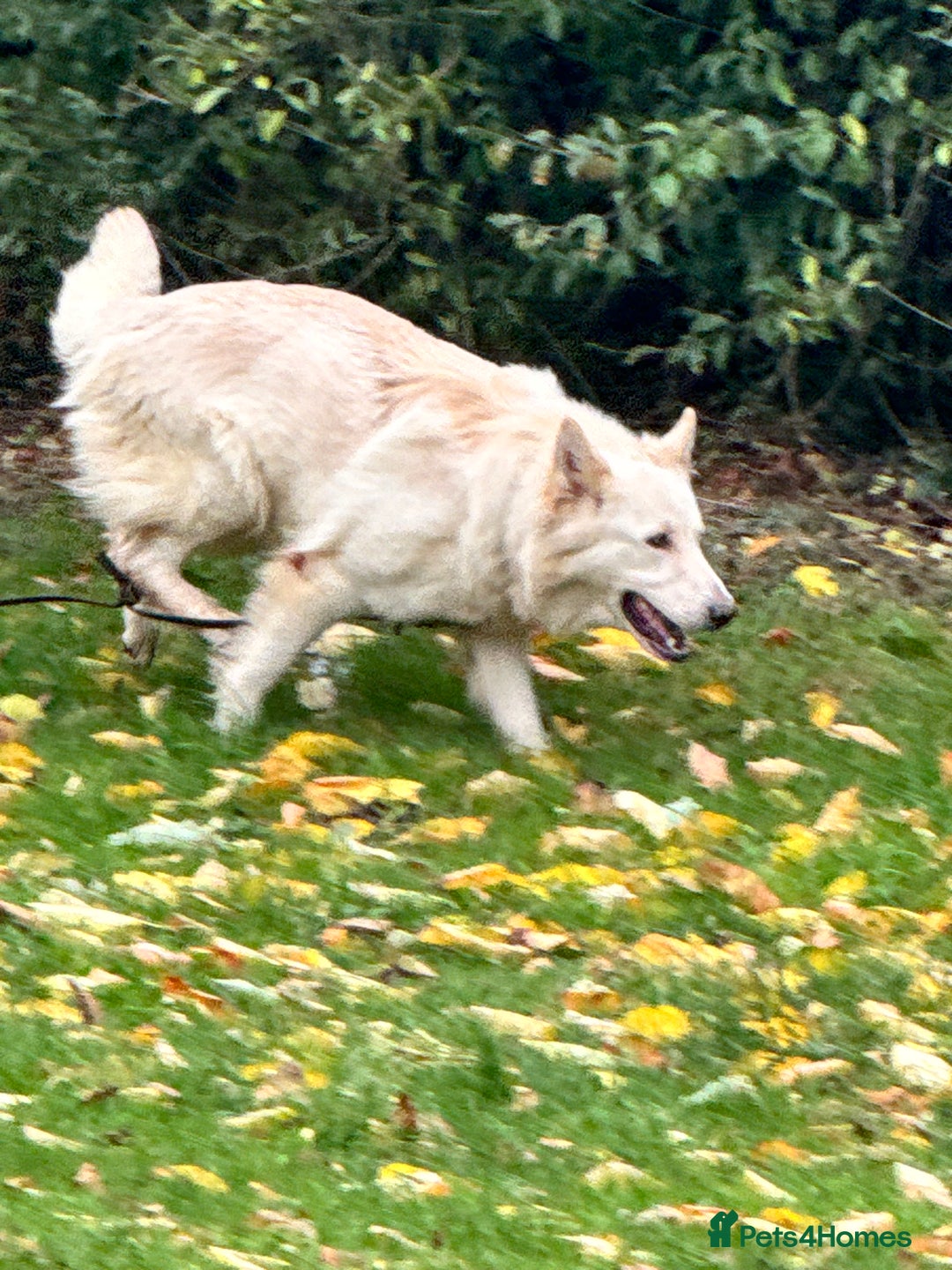 German Shepherd dogs for sale: KC REG STRAIGHT BACKED GSD PUPS COMING SOON!!! - Advert 6