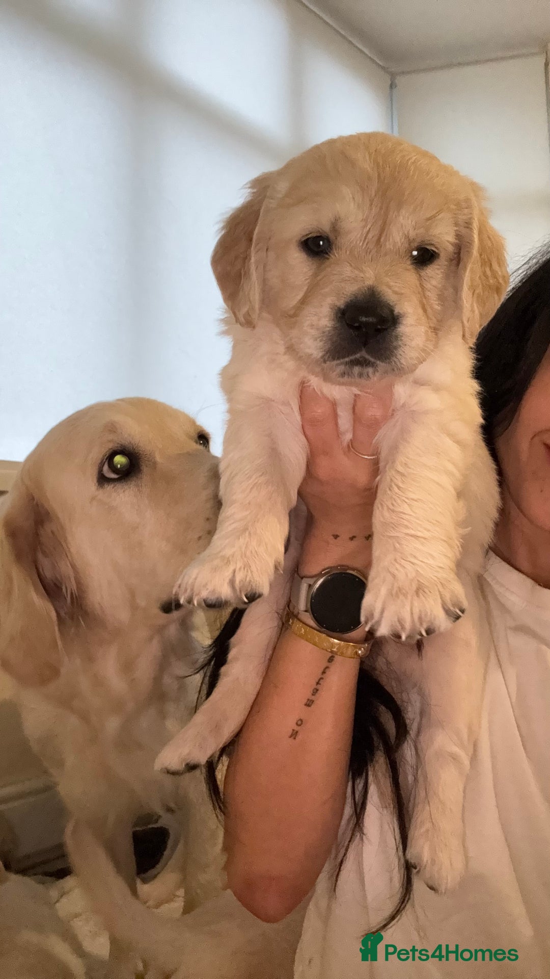 Golden Retriever dogs for sale: Lovely golden retriever puppies 🐶🐾♥️ - Advert 4