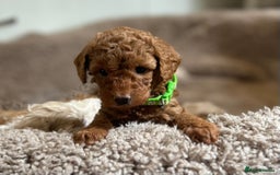 Maltipoo dogs for sale: Stunning Maltipoos wanting forever homes  - Image 10