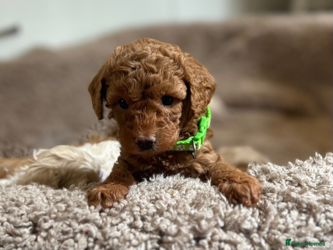 Maltipoo dogs for sale: Stunning Maltipoos wanting forever homes  - Image 10