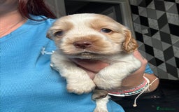 Cocker Spaniel dogs for sale: Stunning litter of Show Cocker Spaniel Puppies - Image 10
