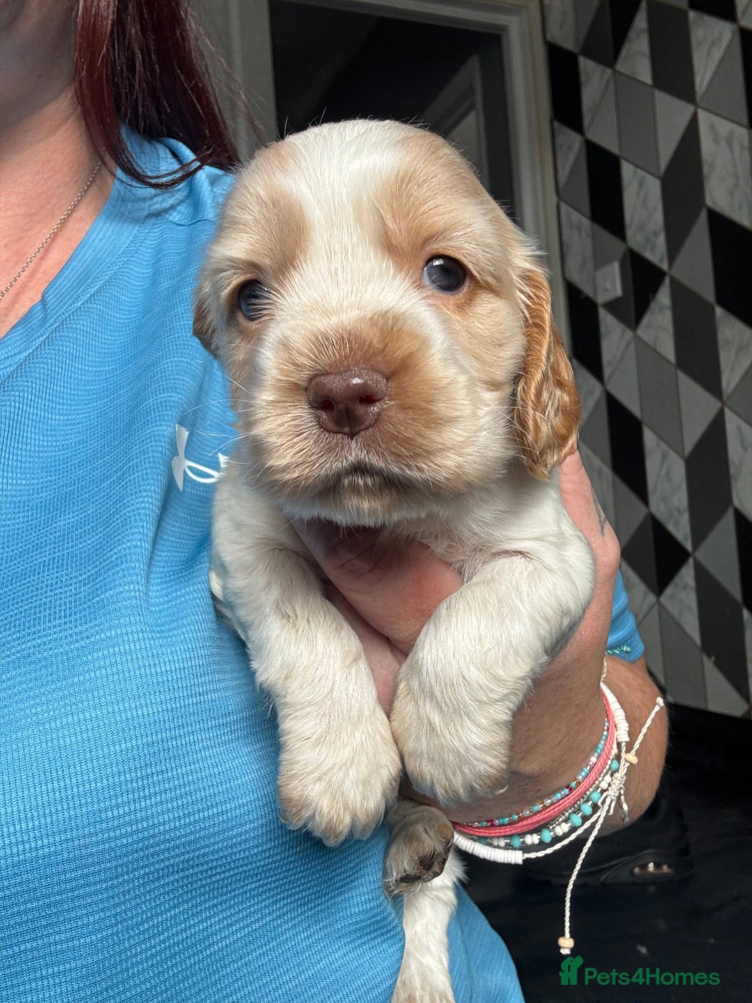 Cocker Spaniel dogs for sale: Stunning litter of Show Cocker Spaniel Puppies - Image 10