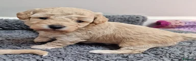 Poochon 4