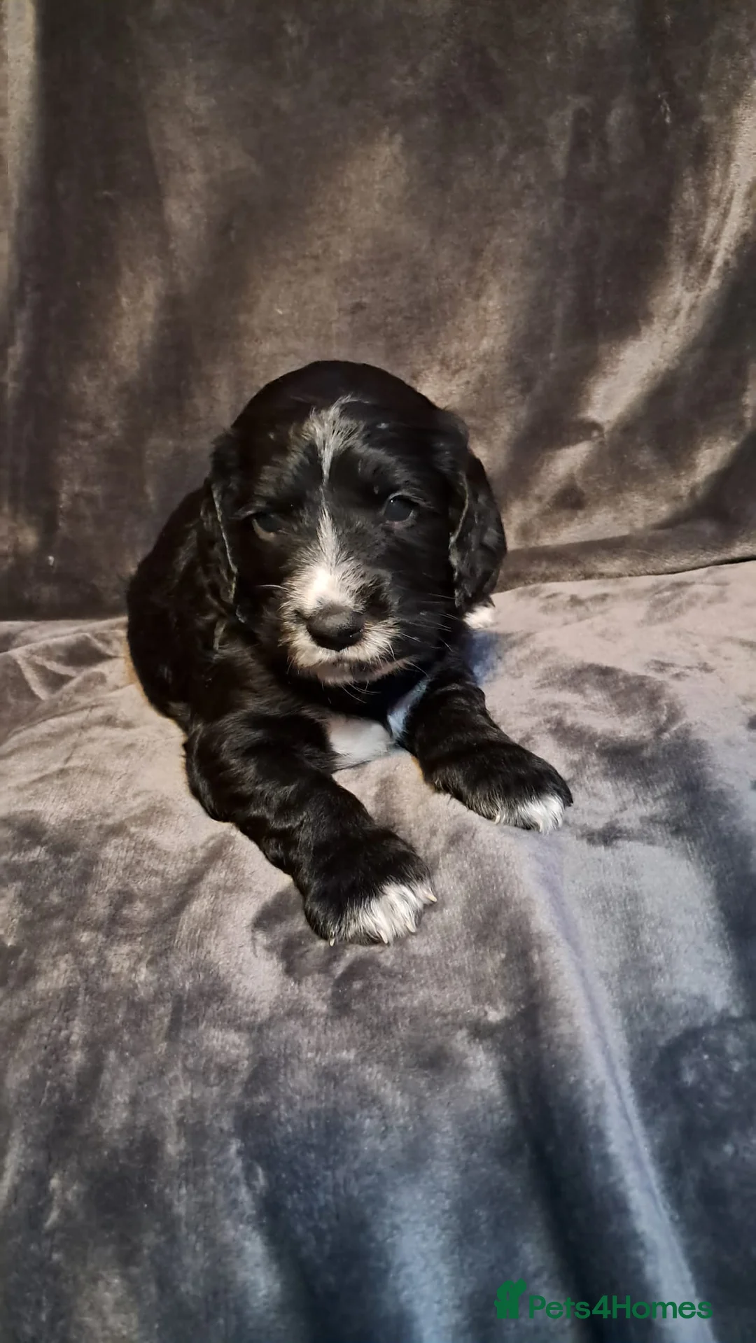 Cocker Spaniel dogs for sale: Adorable Cocker spaniel puppies  - Advert 6