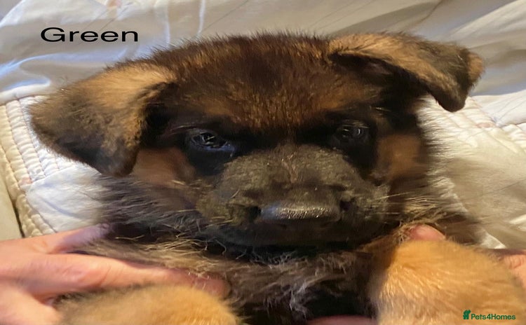 German Shepherd dogs - Advert 2