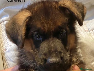 German Shepherd dogs - Advert 18
