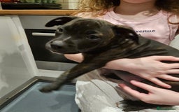 Mixed Breed dogs for sale: Female Staffordshire bull terrier puppy - Image 1