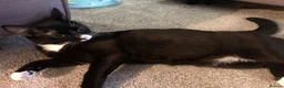 Mixed Breed cats for sale: 3 year old tuxedo female cat  - Advert 3
