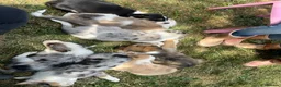 Border Collie dogs for sale: Merle collies for sale 👀 - Advert 6