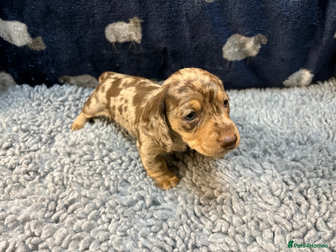 Miniature Dachshund dogs for sale: KC Miniature Dachshund Puppies Last Boy 🐶 - Advert 13