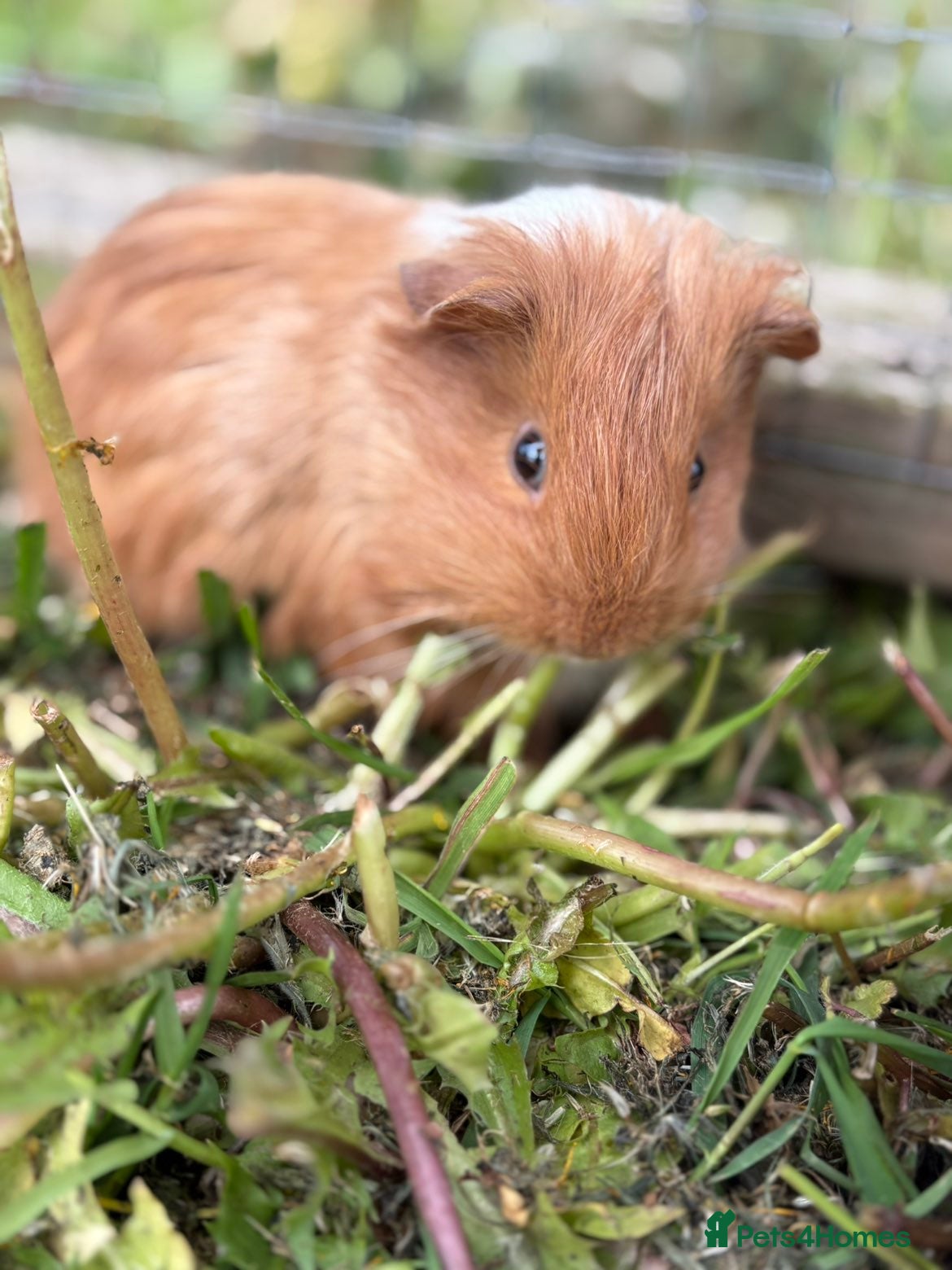 Guinea Pig rodents Baby Guinea Pigs READY NOW  - Advert 6