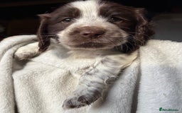 Sprocker dogs for sale: unbelievably marked sprockers 😍 - Image 5