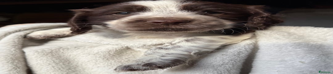 Sprocker Puppy 8