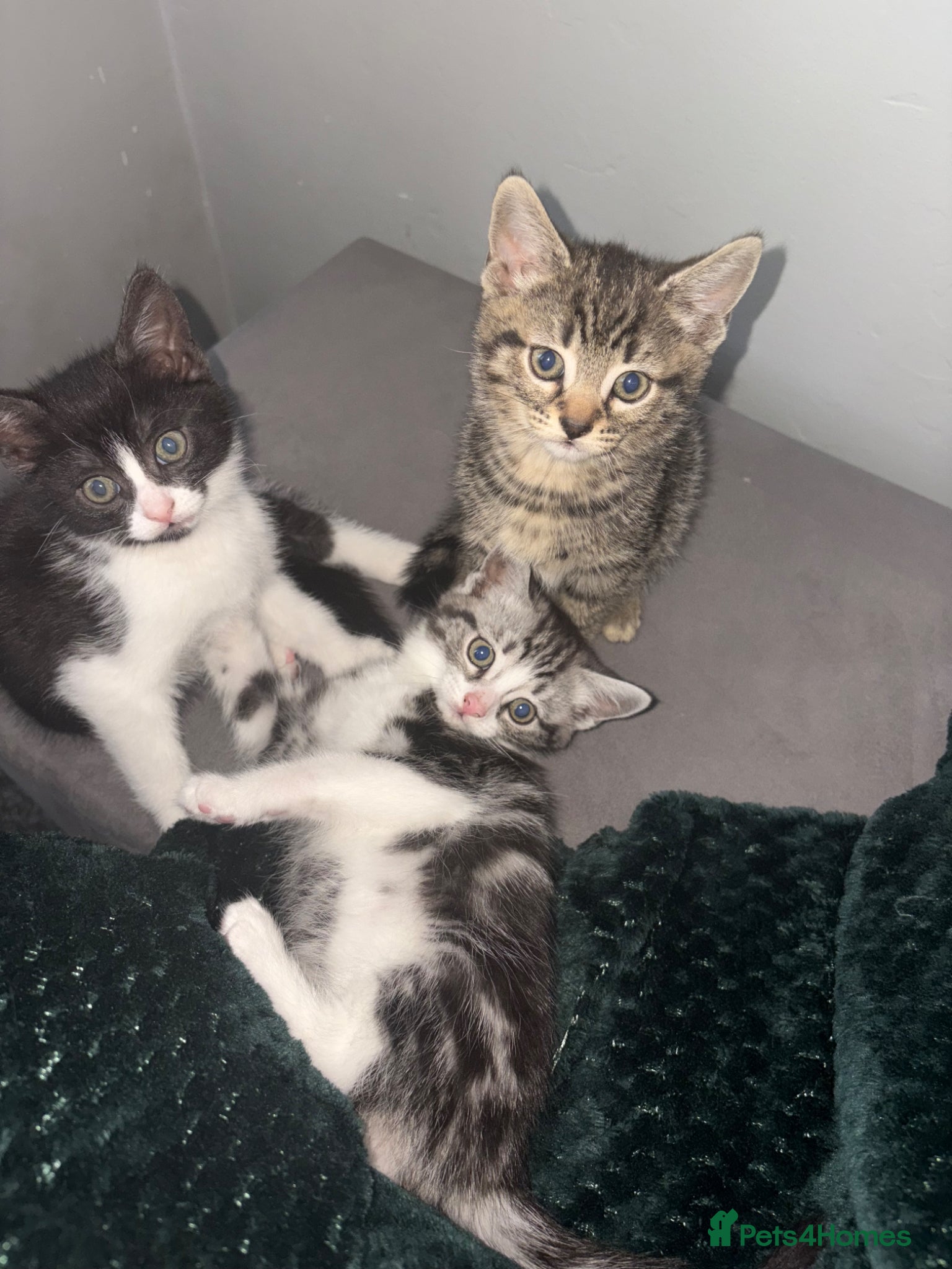 Tibetan cats Three 8 weeks old babies - Advert 1