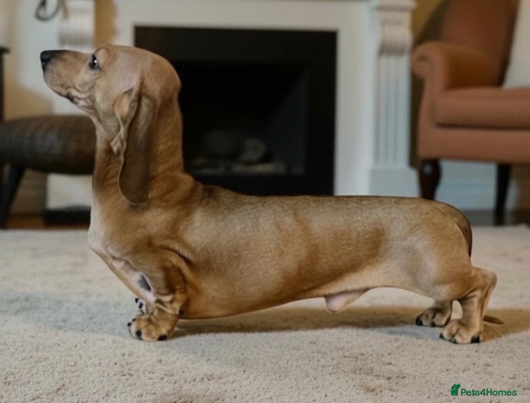 Miniature Dachshund dogs for stud: Kc reg pra clear fawn mini smooth.  - Advert 1