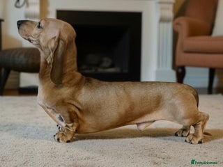 Miniature Dachshund dogs Kc reg pra clear fawn mini smooth. - Advert 2
