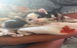 Mixed Breed cats for sale: Mixed breed kittens 8 weeks for sale  - Image 10