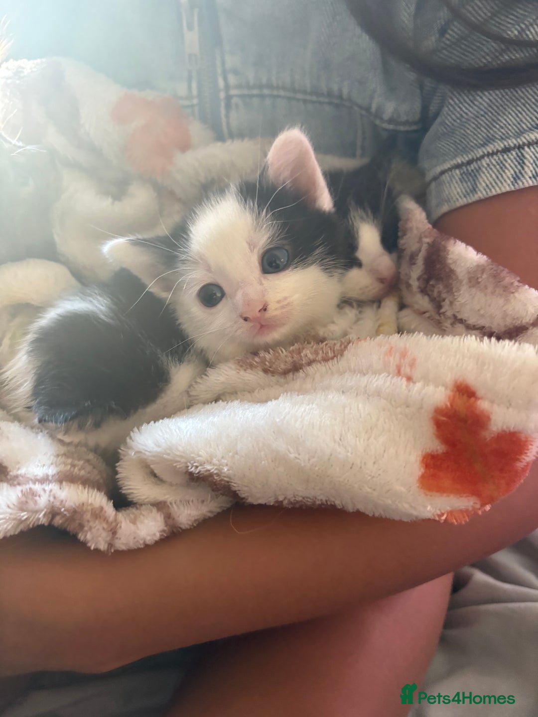Mixed Breed cats for sale: Mixed breed kittens 8 weeks for sale  - Image 10