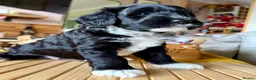 Australian Labradoodle dogs for sale: Health Tested Multigen Australian Double Doodles - Advert 25
